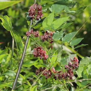 1 gal. Apios Americana Ground Nut Perennial Plant Ruddy Red Flowers