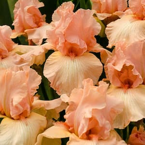 Apricot Colored Flowering Perennial Beverly Sills Reblooming Bearded Iris Live Bareroot Plant