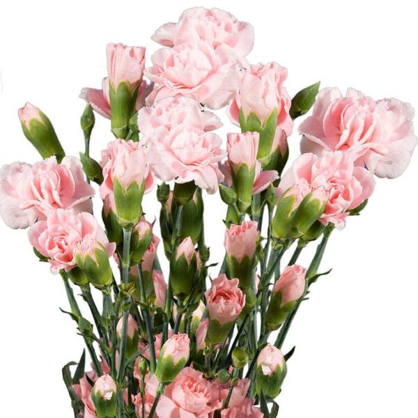 Globalrose Fresh Pink Mini Carnations (160 Stems - 640 Blooms)