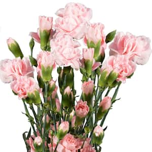 Fresh Pink Mini Carnations (160 Stems - 640 Blooms)