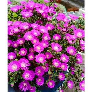 Non-Fragrant 15 in. to 20 in. Mature Width Dicrocaulon Ramulosum (L.Bolus) Ihlenf Pink Ice Plant Pet Safe