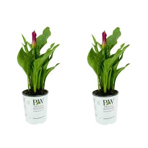 2.5 qt. Perennial Calla Lily Be My First Love (2-Pack)