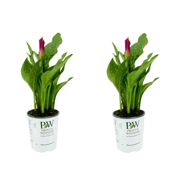 PROVEN WINNERS 2.5 qt. Perennial Calla Lily Be My First Love (2-Pack)