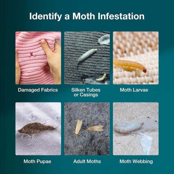 ZINGZAP Moth Trap Slowly Releases Enhanced 2x Pheromones, Lures