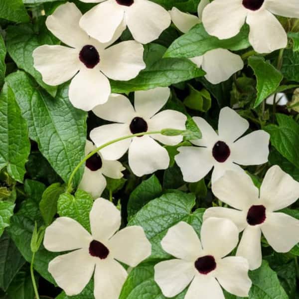 Proven Winners 4.25 in. Eco+ Grande Coconut A-Peel Black-Eyed Susan Vine (Thunbergia Alata) Live Annual Plant with White Flowers 4-Pack