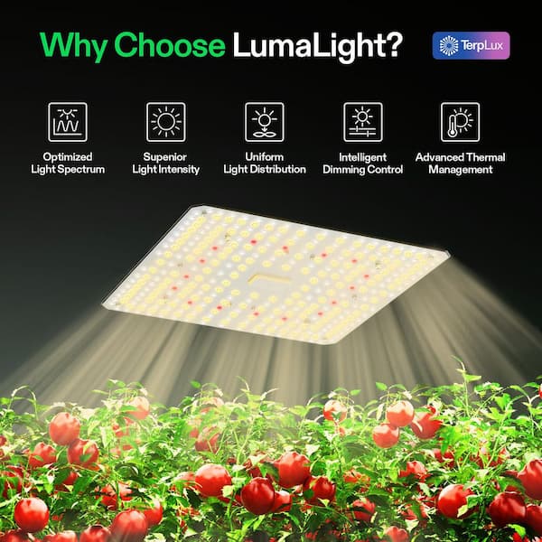 Levandeo Set Di 4 Lampadine LED In Vetro Con Piante Grasse - Verde E Viola - 8x19 Cm