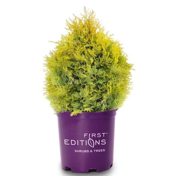 FIRST EDITIONS 2 Gal. Lemon Burst Arborvitae Evergreen Shrub with