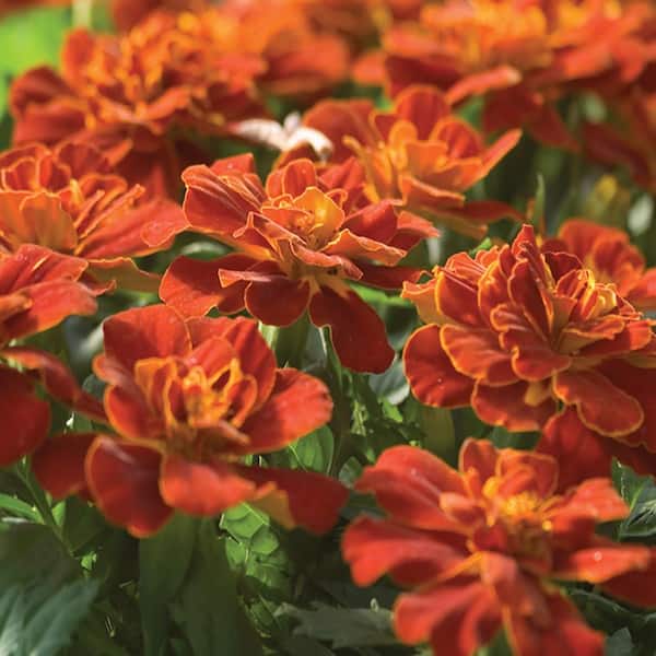 ALTMAN PLANTS 4 IN. Durango Red Marigold in Grower Pot (6-Pack)