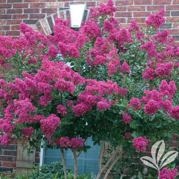 Unbranded 4 in. x 4 in. x 10 in. Crape Myrtle Tonto Container