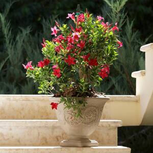 16 in. Beige Darcy Poly Flower Pot Planter (4-Pack)
