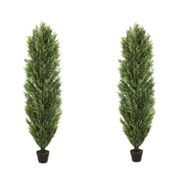 Unbranded Artificial Faux Boxwood Pine Greenery Trees in Pot (Set of 2) 6 ft. Decor Christmas-Like, for Indoor and Outdoor Decor