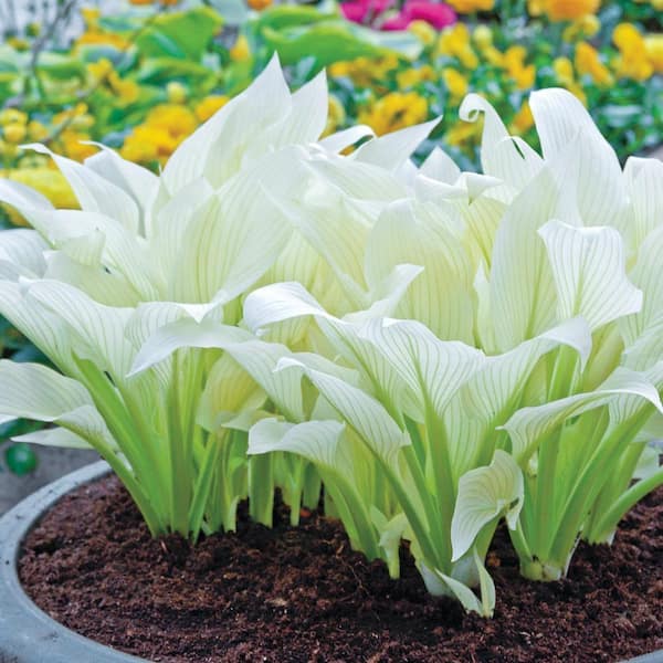 Filigree White Foliage Hosta, Dormant Bare Root Perennial Starter Plant (1-Pack)
