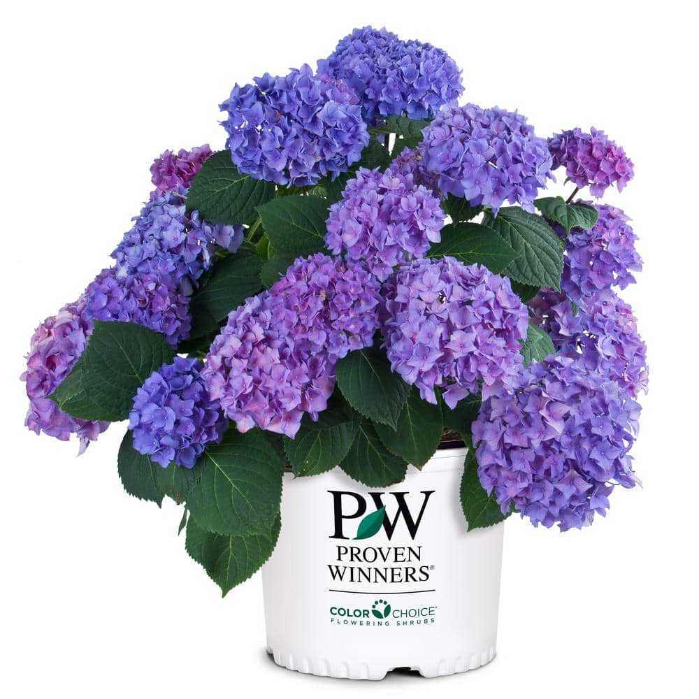 2 Gallon Blue and Purple Hydrangea Flowering Shrub