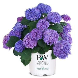 2 Gal. Let's Dance Rhythmic Blue Hydrangea Shrub with Blue and Pink Flowers
