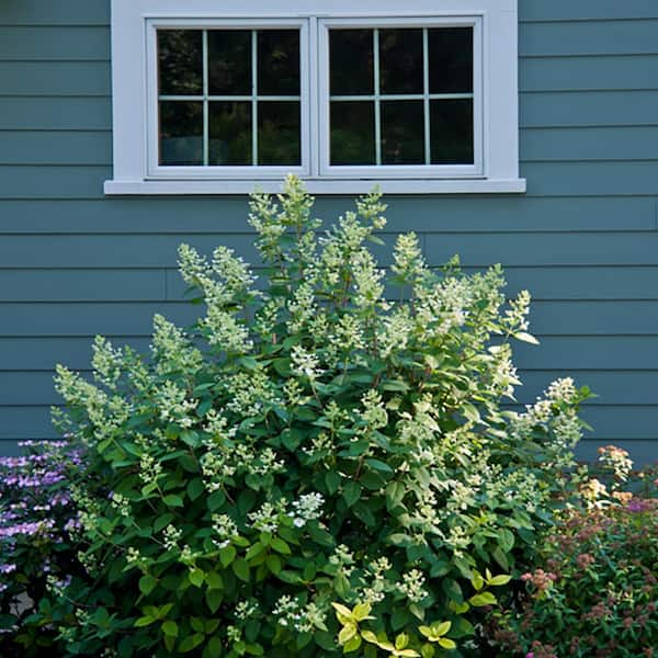 VAN ZYVERDEN 4 in. Proven Winners Hydrangea Quick Fire Potted Rocketliners Shrub (Set of 3 Plants)