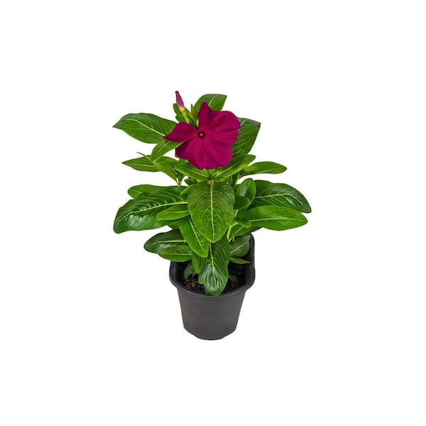 Pure Beauty Farms 1.38 Pt. Vinca Cora Periwinkle Magenta Plant