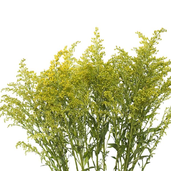 Globalrose 60 Stems of Yellow Asters Solidago- Fresh Flower Delivery ...