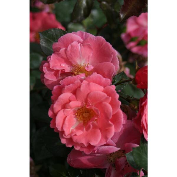 PROVEN WINNERS 3 Gal. Oso Easy Pink Cupcake Landscape Rose (Rosa) Live Shrub, Pink Flowers