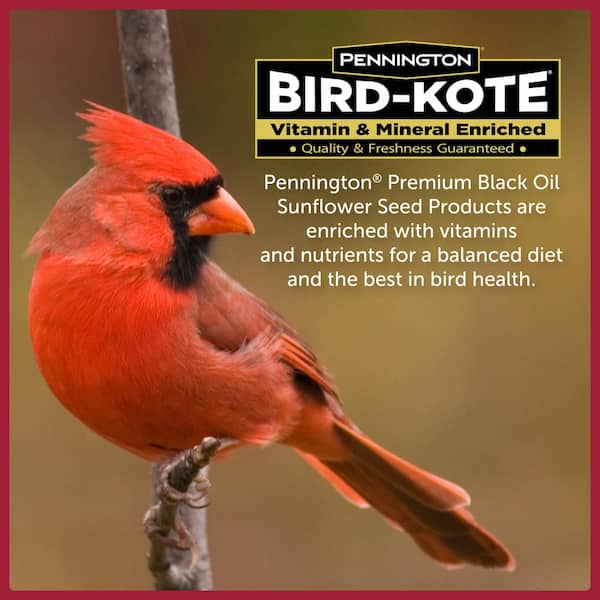Pennington Premium 20 Black Oil Sunflower Bird Seed Food