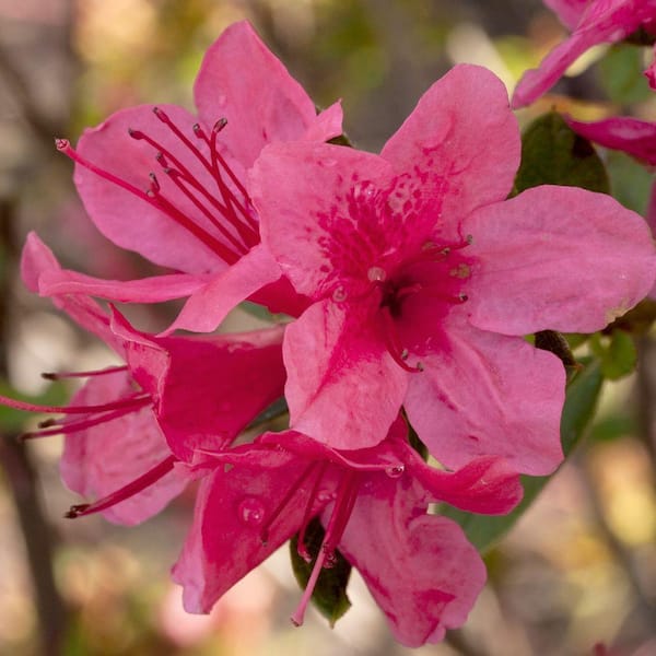 ENCORE AZALEA 2 Gal. Autumn Cheer - Re-Blooming Compact Evergreen Shrub with Petite Pink Blooms