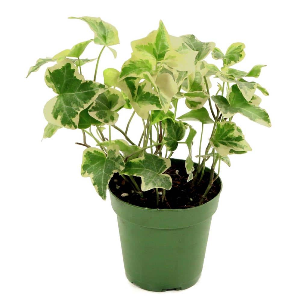 national PLANT NETWORK 4 in. Hedera English Ivy Plant (3-Pack) HD1749 ...