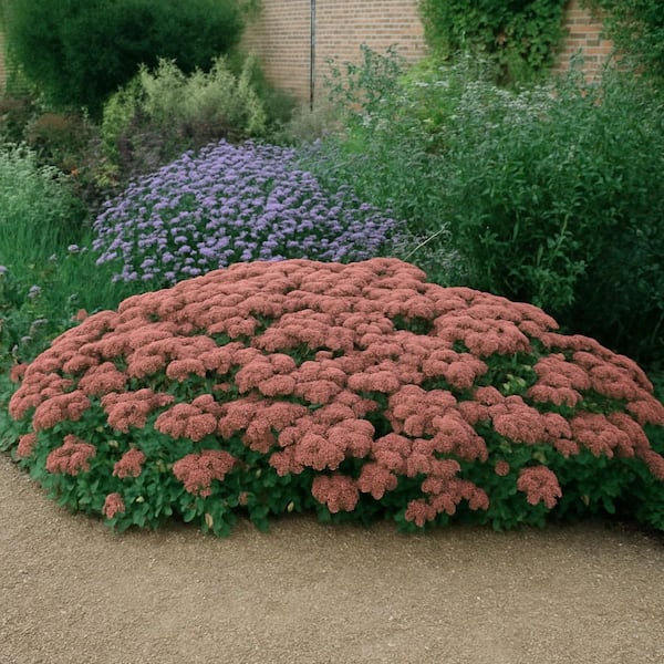 Alder & Oak 1-Container Autumn Joy Sedum Succulent (4-Pack) SEAU01