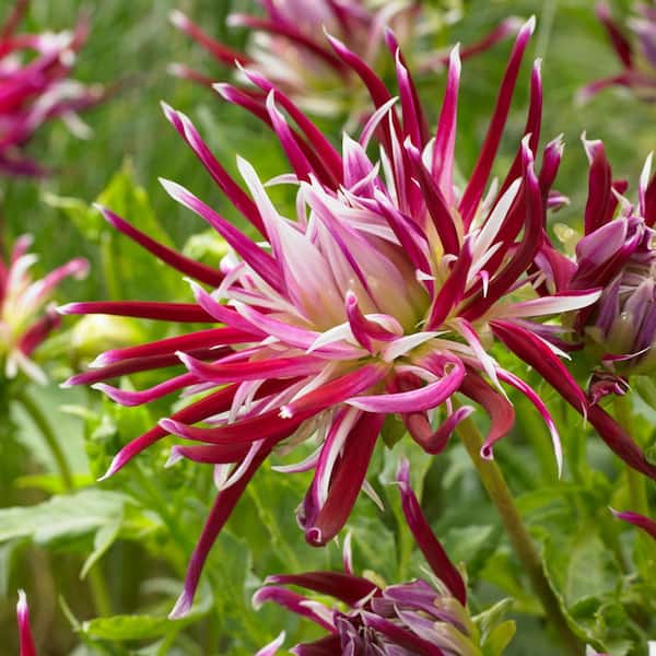 VAN ZYVERDEN Purple and White Dahlia Spider Woman Bulbs (5-Pack)