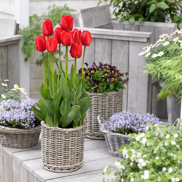 Darwin Hybrid Red Impression Tulip outlets Bulbs pack of 100