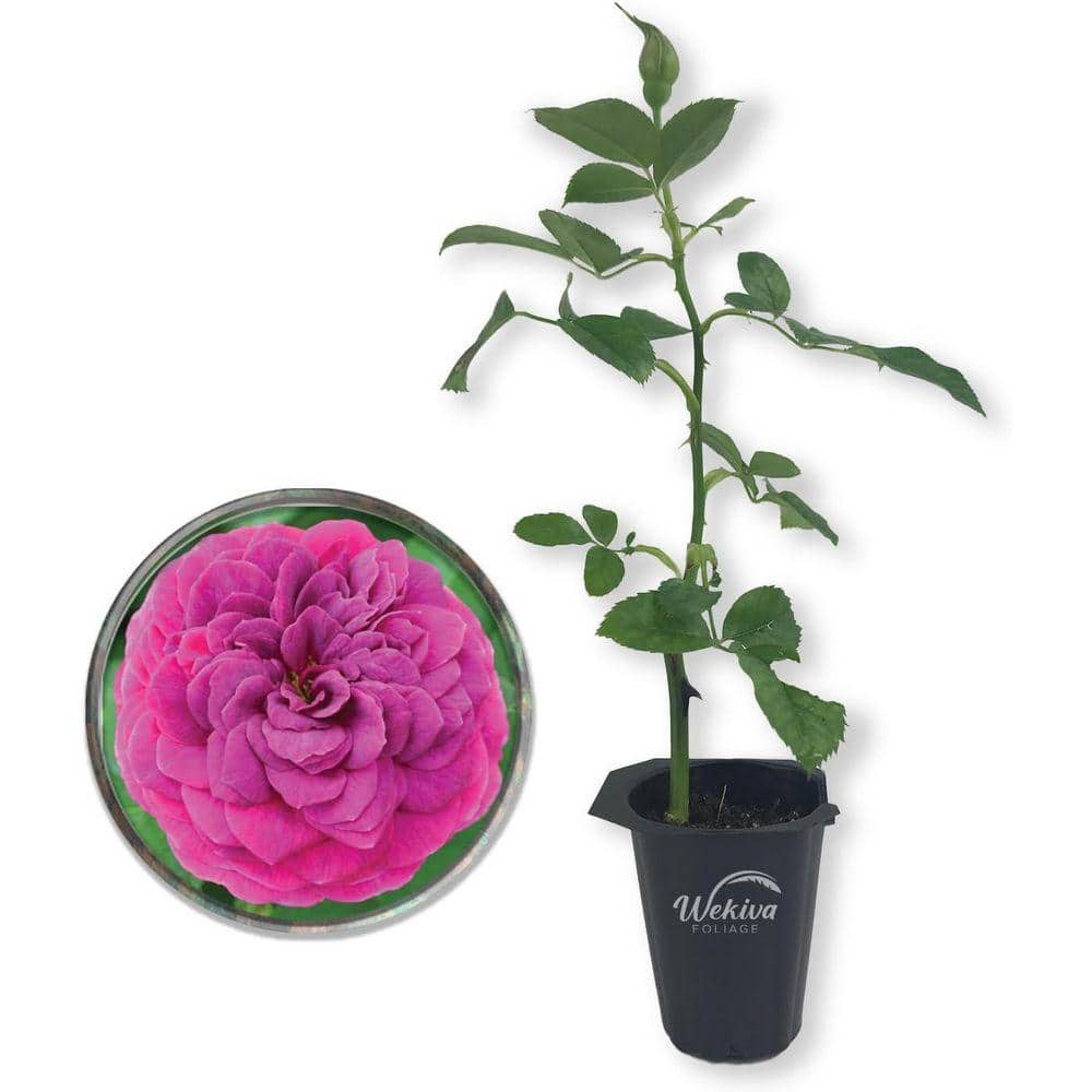 Wekiva Foliage Celestial Night Rose Bush - Live Starter Plant in a