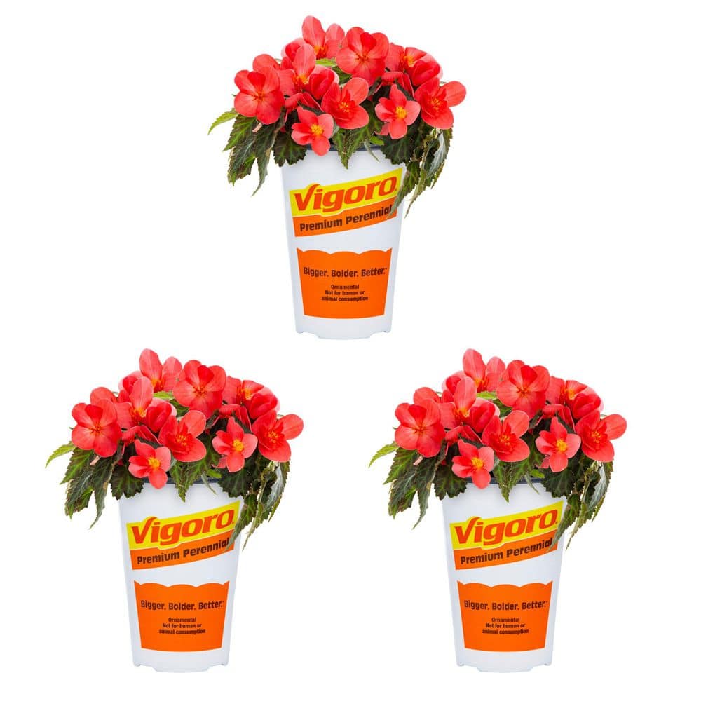 Vigoro 2 qt. Begonia Iconia First Kiss Pink Annual Plant (3-Pack