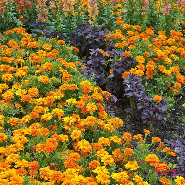 rainbow rose seeds Ultra-Rare Rainbow Rose Seeds main image 0