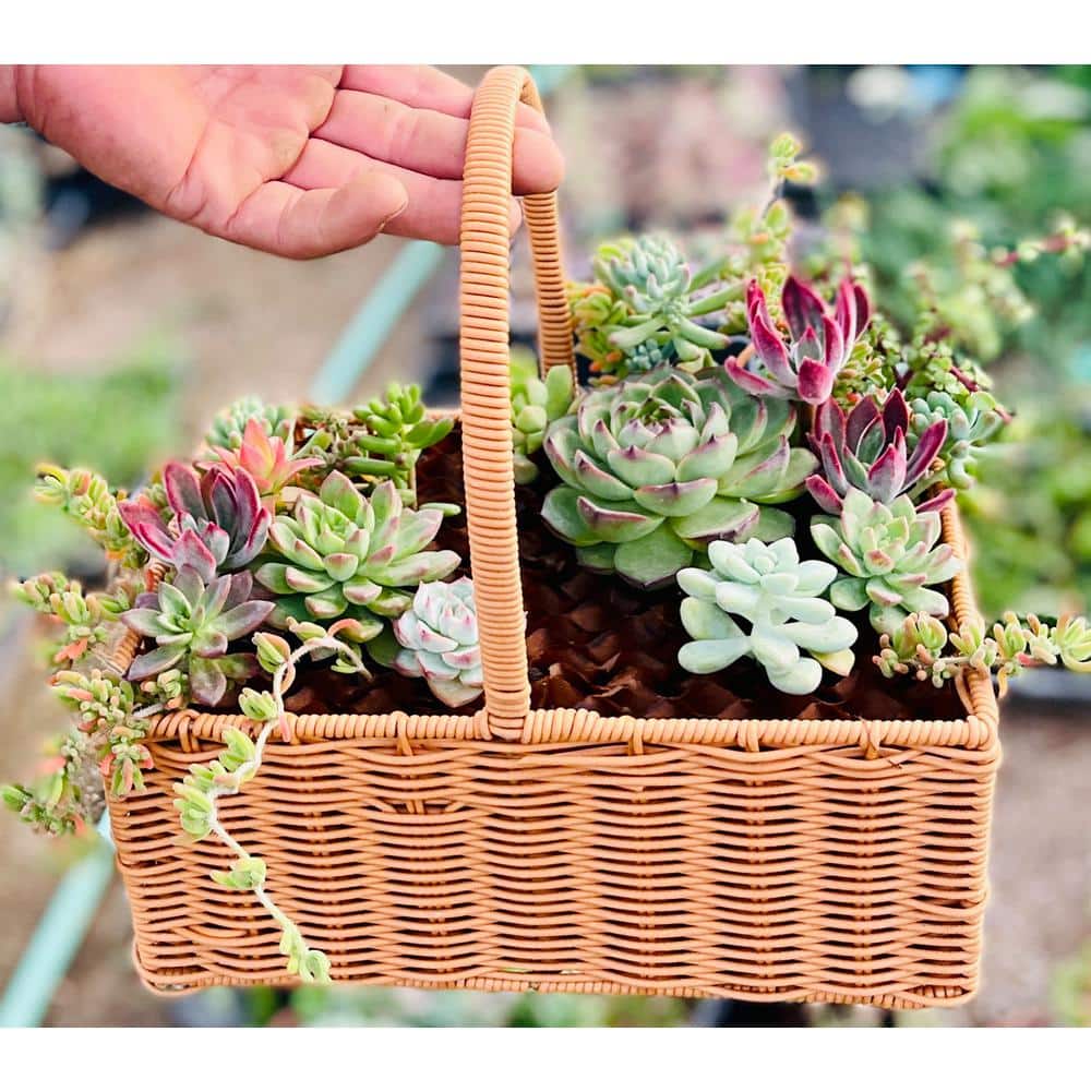 Succulent Cut Flower Planter Wicker Brown Basket for Indoor Gardening Outdo