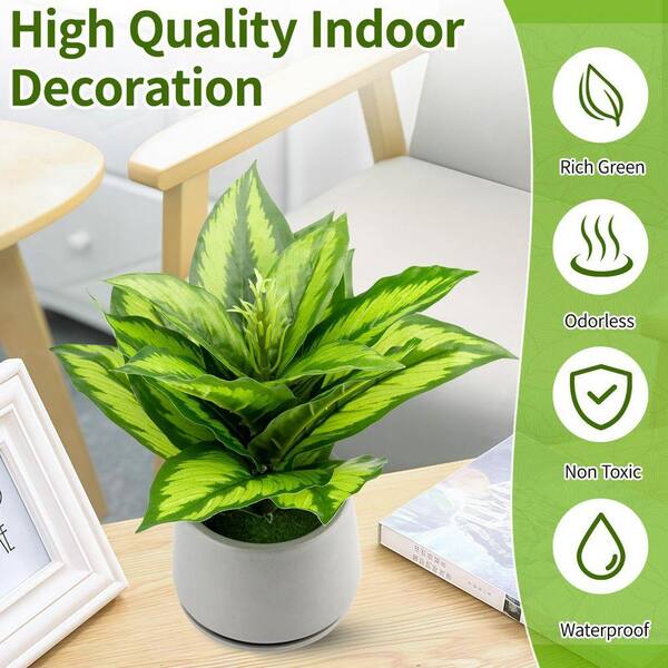 money tree com Money Tree for Sale - Easy to Maintain House Plant