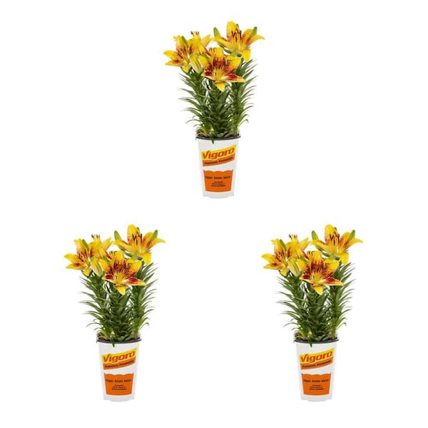 Vigoro 2 qt. Asiatic Lily Tiny Nugget Yellow and Red Bicolor Perennial Plant (3-Pack)