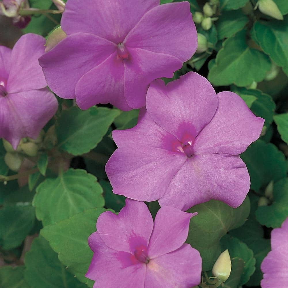 1.23 Gal. Lavender Impatiens Hanging Basket Plant 10361 The Home Depot
