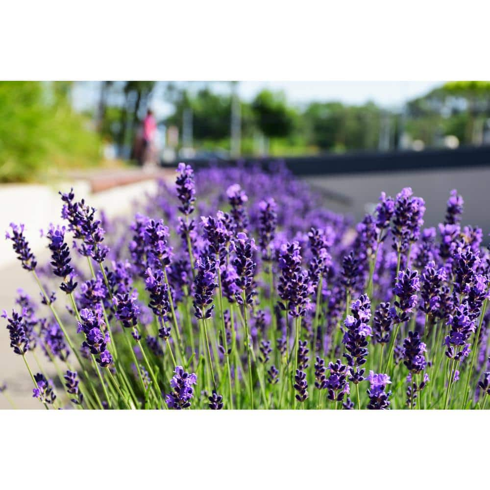 BELL NURSERY 2.5 Qt. English Lavender Live Full Sun Flowering Perennial ...