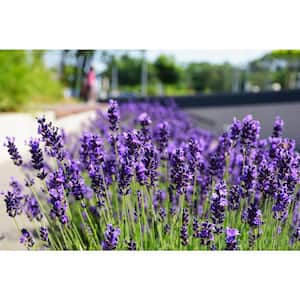 2.5 Qt. English Lavender Live Full Sun Flowering Perennial Plant