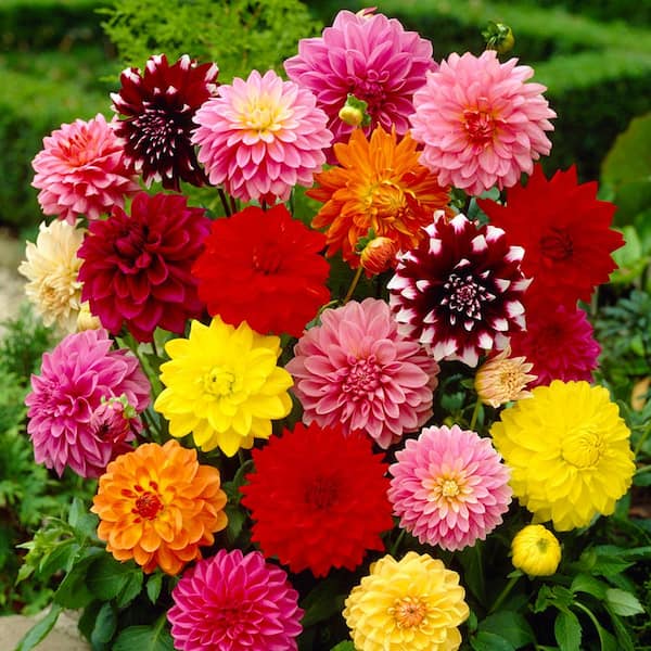 Garden State Bulb Dahlia Decorative Mixed Bulbs 10 Count Pack Hos19 03 The Home Depot