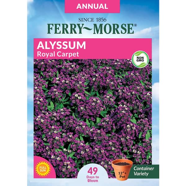Royal Carpet 2000 Seeds BORDERS Containers LONG BLOOMS Fragrant ALYSSUM 