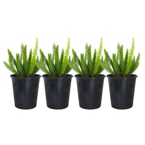 #1 Container Foxtail Fern Plant (4-Pack)