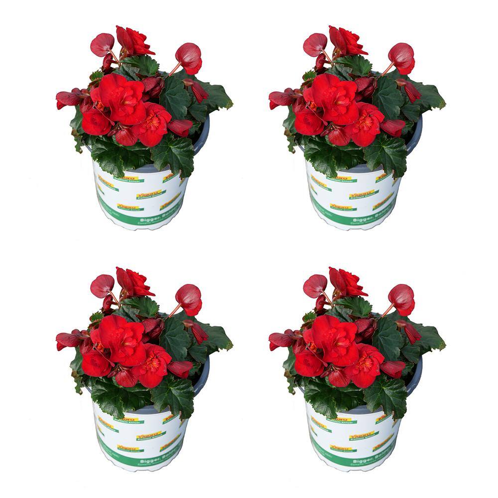 1.0 Qt. Begonia Annual Plant with Red Flowers-4 Pack price history on PriceWatchPro