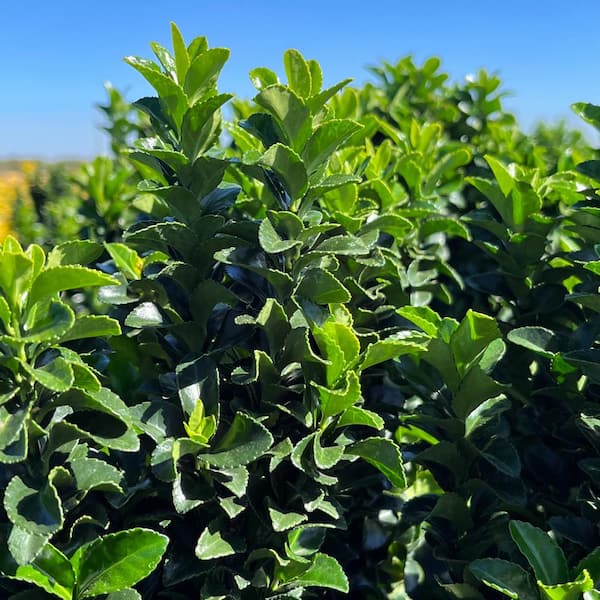 Alder & Oak 5 container Boxleaf Euonymous Evergreen shrub (2-pack)