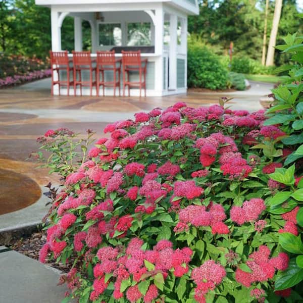 2 Gal. Double Play Doozie Spirea Flowering Live Shrub with Deep Red Flowers