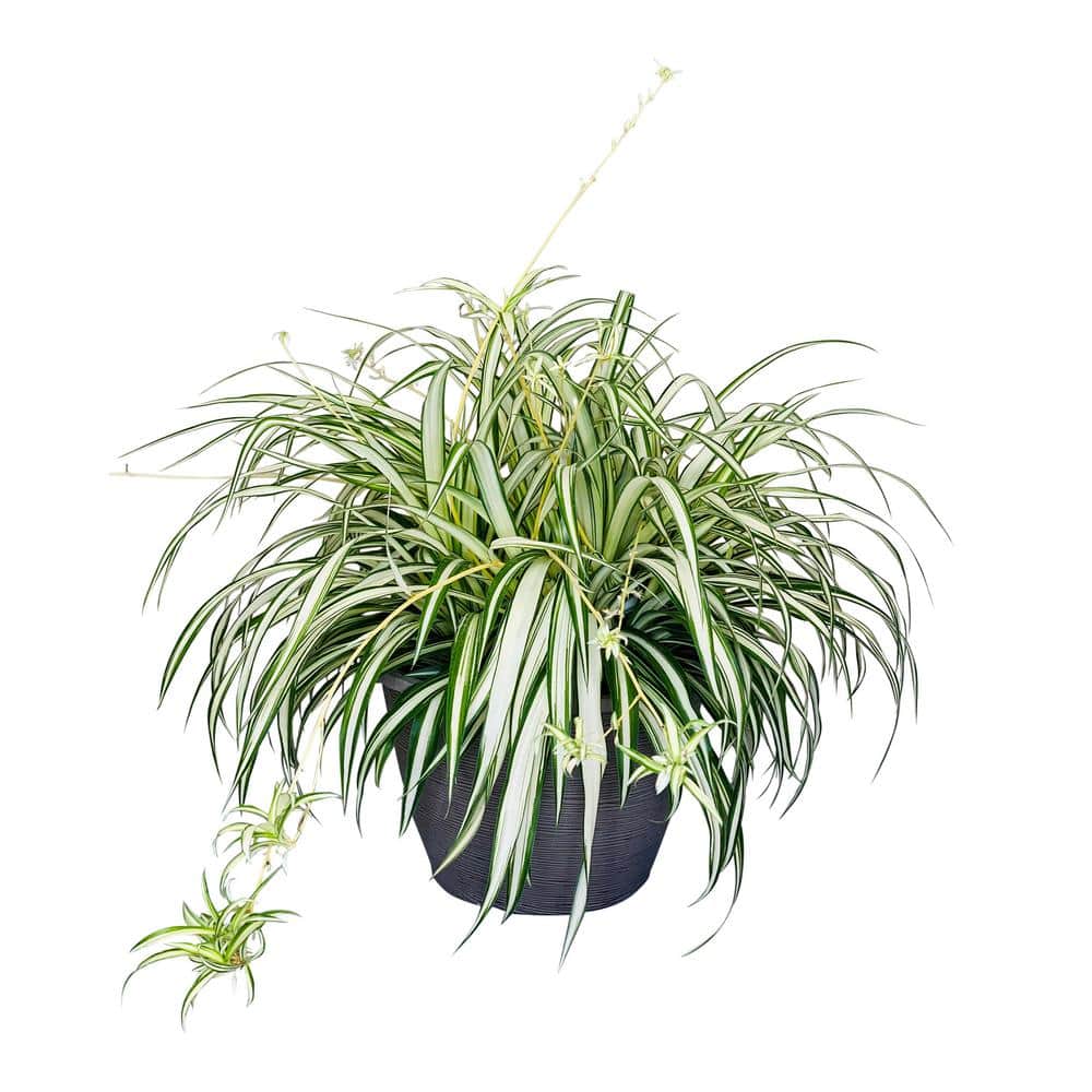 Pure Beauty Farms 1.8 Gal. Spider Plant Chlorophytum in 11 In. Hanging  Basket DC11HBSPIDERPLT - The Home Depot