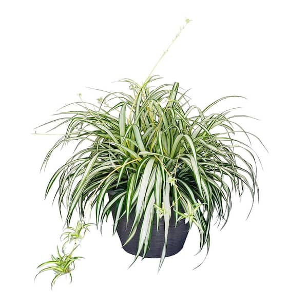 Pure Beauty Farms 1.8 Gal. Spider Plant Chlorophytum in 11 In. Hanging Basket