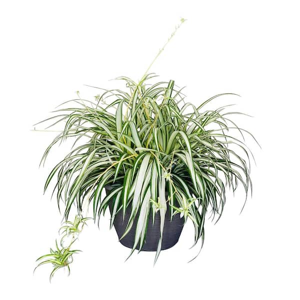 Vigoro 1.8 Gal. Spider Plant Chlorophytum in 11 In. Hanging Basket