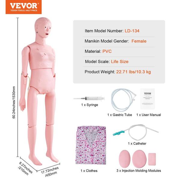 Nursing Training Manikin - Life Size Human Anatomical Model - View #12