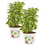 25 oz. Pesto Perpetuo Basil Live Plants (2-Pack)