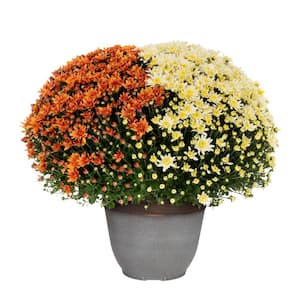 3 Gal. Quartzite Planter Orange and White Mum Chrysanthemum Perennial Plant (1-Pack)