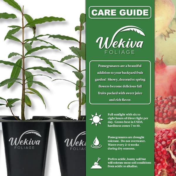 Wekiva Foliage Dwarf Red Pomegranate Tree-4 Live Tissue Culture Starter  Plants-Edible Fruit Bearing Tree for The Patio and Garden DwaRedPom4x2 -  The Home Depot